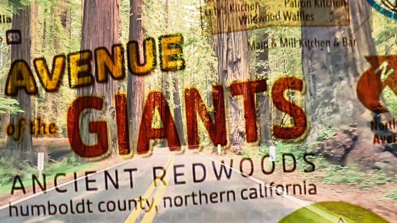 California Coastal Redwoods Guide for the Avenue of the Giants