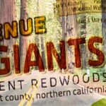 California Coastal Redwoods Guide for the Avenue of the Giants